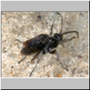 Anoplius nigerrimus - Wegwespen-Paarung 01a OS-Hasbergen-Lehmhuegel.jpg